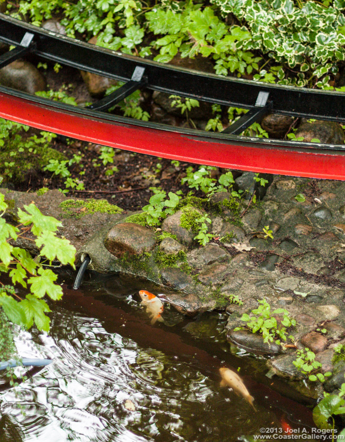 A koi pond and a roller coaster - En koi dam og en rutschebane