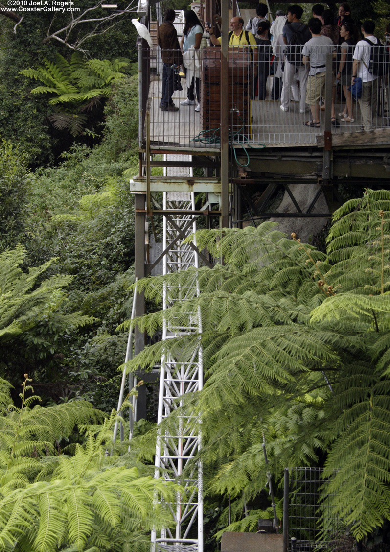 Tree ferns, a roller coaster, and a cockatoo