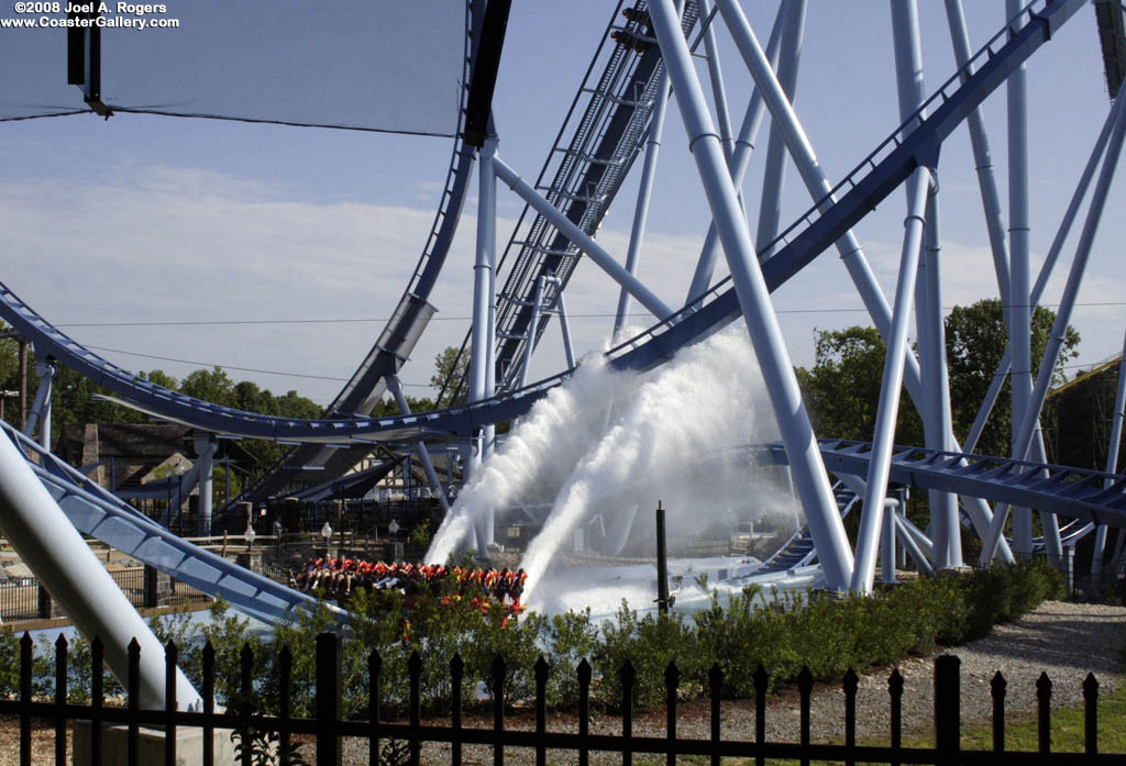 Griffon going through the water