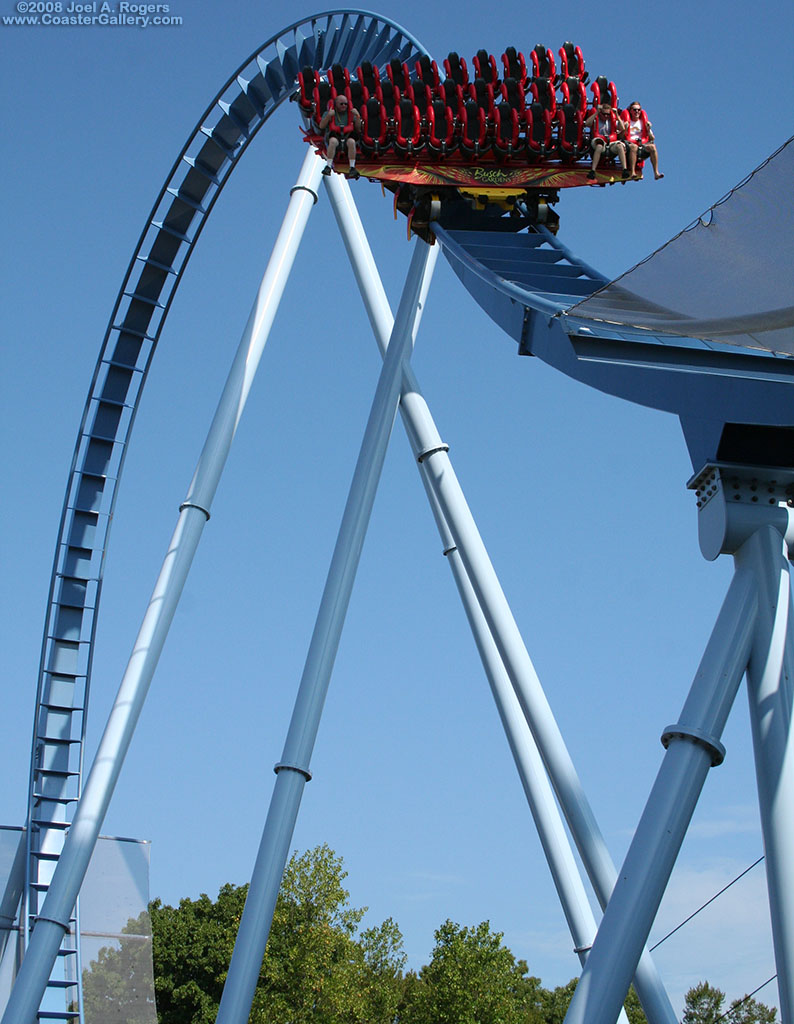 Griffon at Busch Gardens in Williamsburg, Virginia