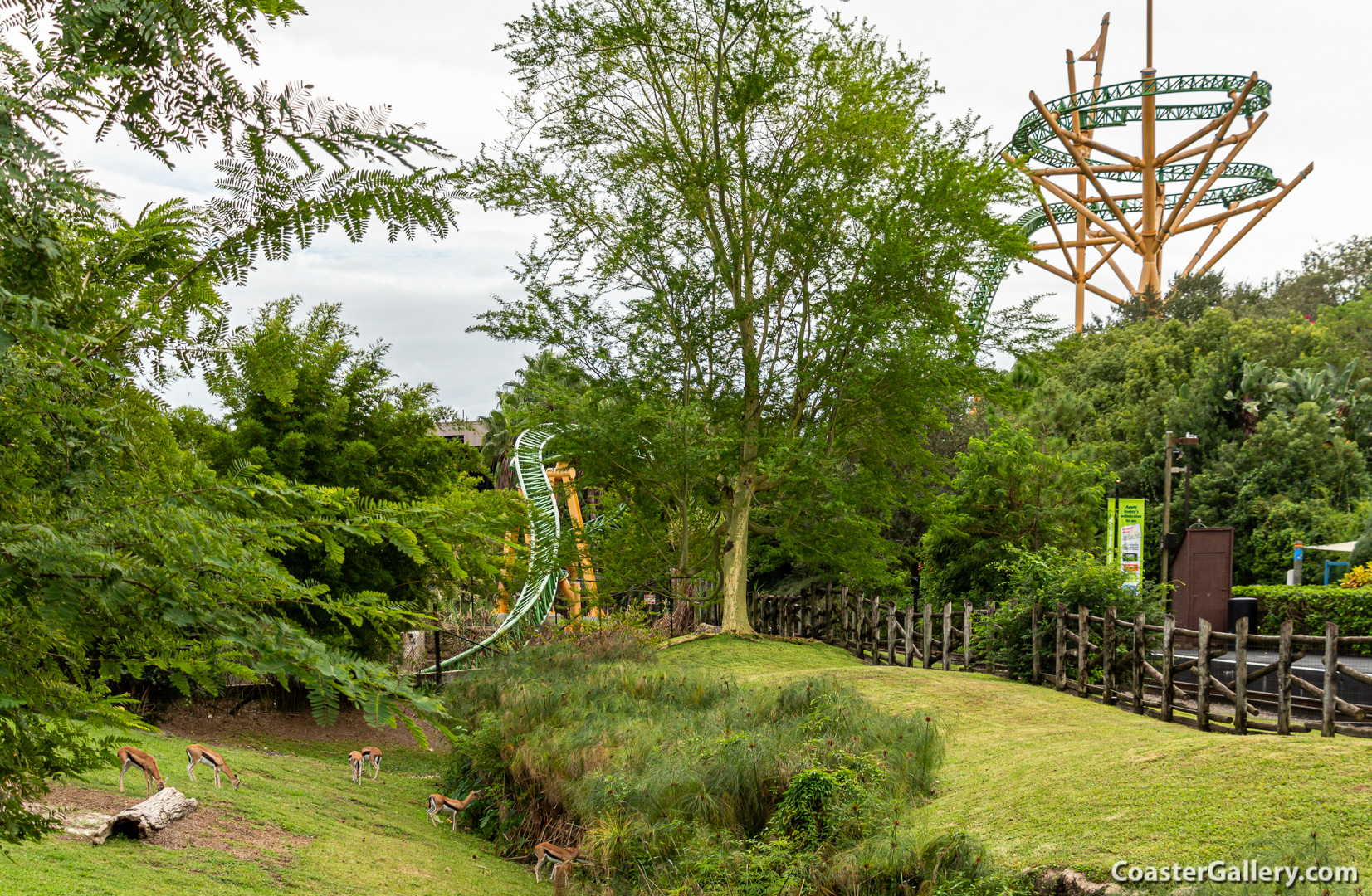 Cheetah Hunt at Busch Gardens Tampa