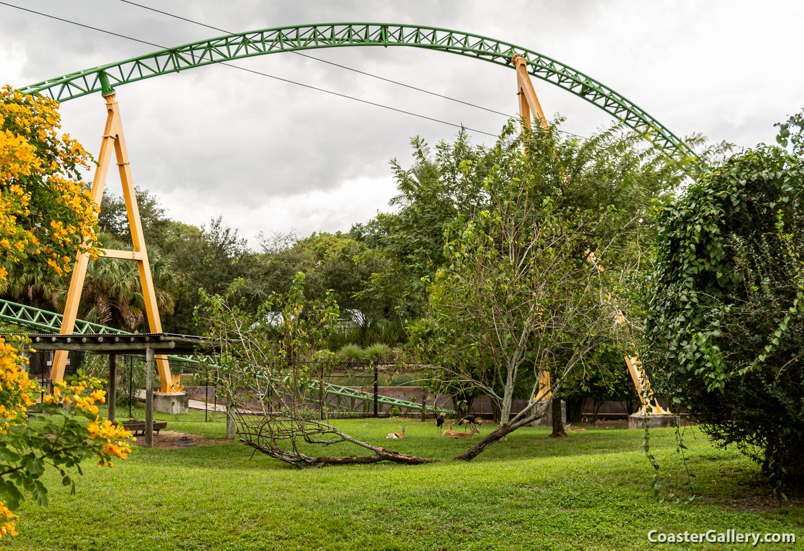 Grey Crowned Cranes sitting next to a roller coaster