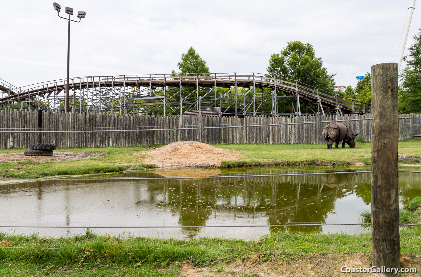 Rhino and roller coaster