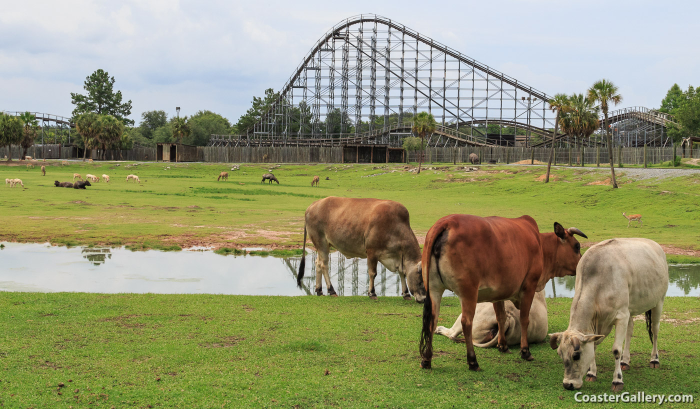 Some of the many animals at the Wild Adventures zoo and amusement park