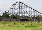 Cheetah roller coaster